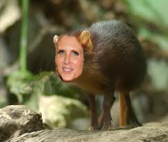 ann_shrew.jpg